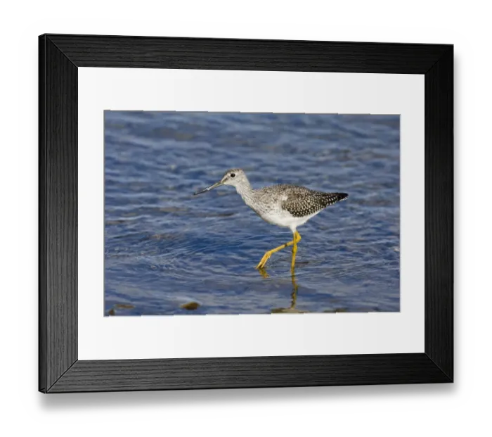 Framed Print : Lesser Yellowlegs Tringa flavipes Alaska USA autumn Framed Print : Lesser Yellowlegs Tringa flavipes Alaska USA autumn