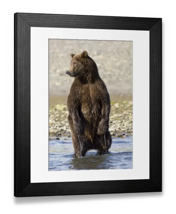 Framed Print : Brown Bear (Ursos arctos) chasing salmon Katmai Alaska August Framed Print : Brown Bear (Ursos arctos) chasing salmon Katmai Alaska August