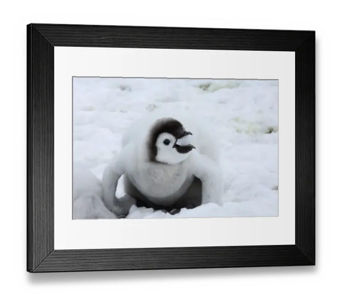 Framed Print : Emperor Penguin Aptenodytes forsteri chick eating snow Snow Hill Island Weddell Sea Framed Print : Emperor Penguin Aptenodytes forsteri chick eating snow Snow Hill Island Weddell Sea