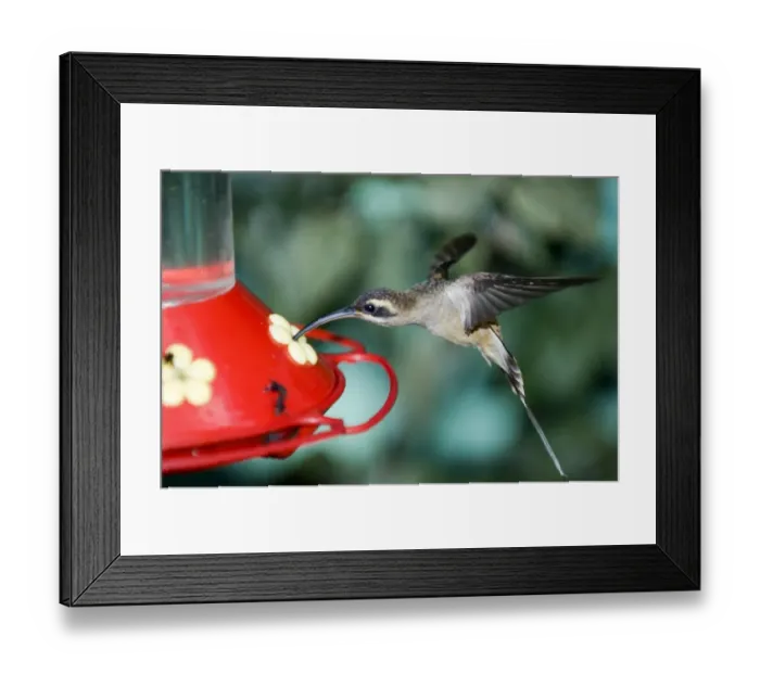 Framed Print : Long-tailed Hermit (Phaethornis superciliosus cephalus) ay hummer feeder Canopy Tower Framed Print : Long-tailed Hermit (Phaethornis superciliosus cephalus) ay hummer feeder Canopy Tower