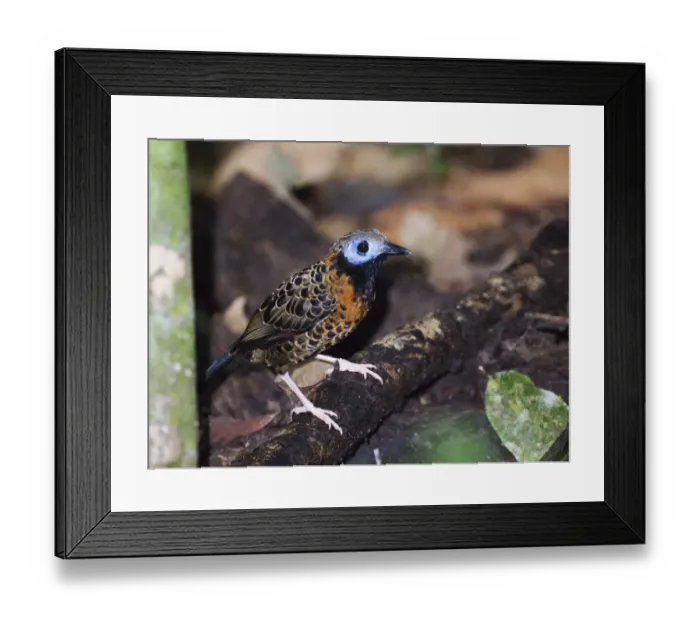 Framed Print : Ocellated Antbird (Paenostictus m. mclannani) Pipeline Road Panama Framed Print : Ocellated Antbird (Paenostictus m. mclannani) Pipeline Road Panama