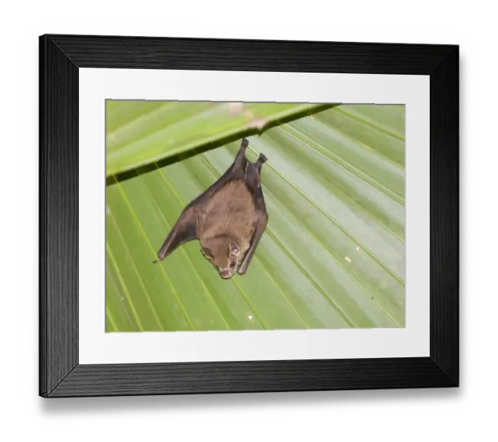 Framed Print : Tent-making Bat sp. Metro Park Panama city Panama Framed Print : Tent-making Bat sp. Metro Park Panama city Panama
