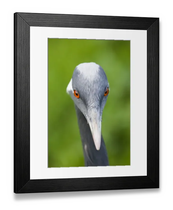 Framed Print : Demoiselle Crane, Anthropoides virgo, close up of head of adult Framed Print : Demoiselle Crane, Anthropoides virgo, close up of head of adult