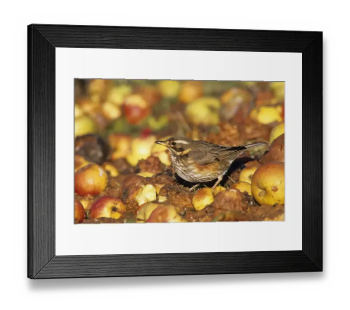 Framed Print : Redwing Turdus iliacus feeding on windfall apples in a garden orchard Kent UK November Framed Print : Redwing Turdus iliacus feeding on windfall apples in a garden orchard Kent UK November