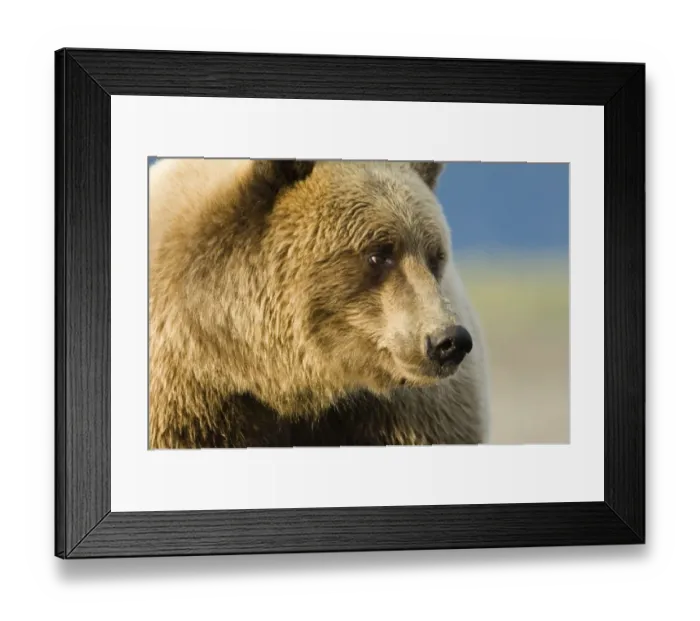 Framed Print : Grizzly Bear Ursos arctos in coastal creek Katmai Alaska USA August Framed Print : Grizzly Bear Ursos arctos in coastal creek Katmai Alaska USA August