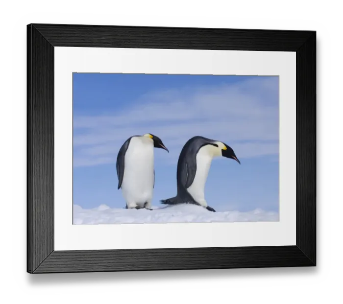 Framed Print : Emperor Penguins Aptenodytes forsteri Snow Hill Island Weddell Sea Antarctica November Framed Print : Emperor Penguins Aptenodytes forsteri Snow Hill Island Weddell Sea Antarctica November