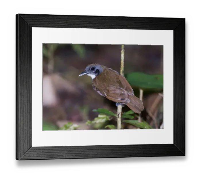 Framed Print : Bicolored Antbird (Gimnopithys leucaspis bicolor) at ant swarm Pipeline Road Soberiana Framed Print : Bicolored Antbird (Gimnopithys leucaspis bicolor) at ant swarm Pipeline Road Soberiana