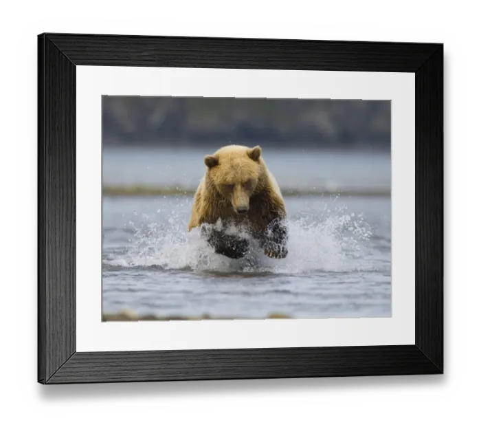 Framed Print : 01100dt. Brown Framed Print : 01100dt. Brown