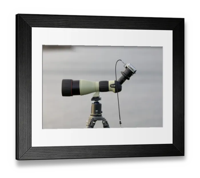 Framed Print : digiscoping with Nikon Coolpix 7900 and Nikon Fieldscope ED 82 Framed Print : digiscoping with Nikon Coolpix 7900 and Nikon Fieldscope ED 82