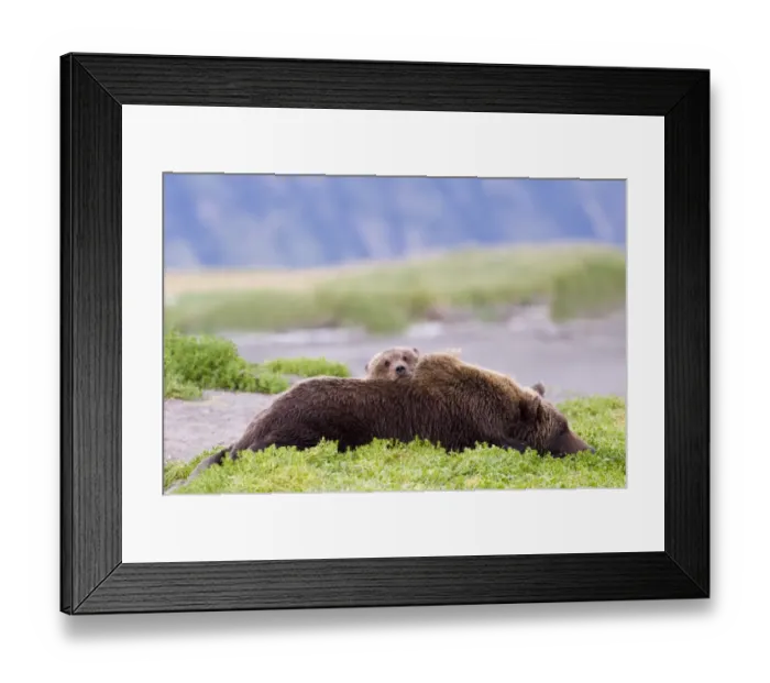 Framed Print : Brown Bear mother with cub Ursos arctos Katmai Alaska August Framed Print : Brown Bear mother with cub Ursos arctos Katmai Alaska August