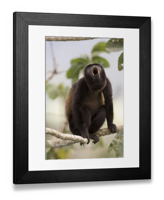 Framed Print : Black-mantled Howler (Alouatta palliata) male howling Soberiana NP Panama Framed Print : Black-mantled Howler (Alouatta palliata) male howling Soberiana NP Panama