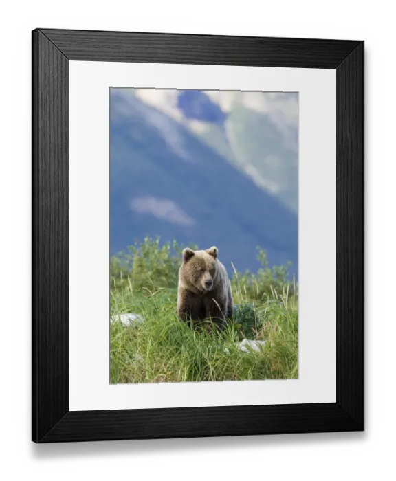 Framed Print : Grizzly Bear Ursos arctos Katmai Alaska July Framed Print : Grizzly Bear Ursos arctos Katmai Alaska July