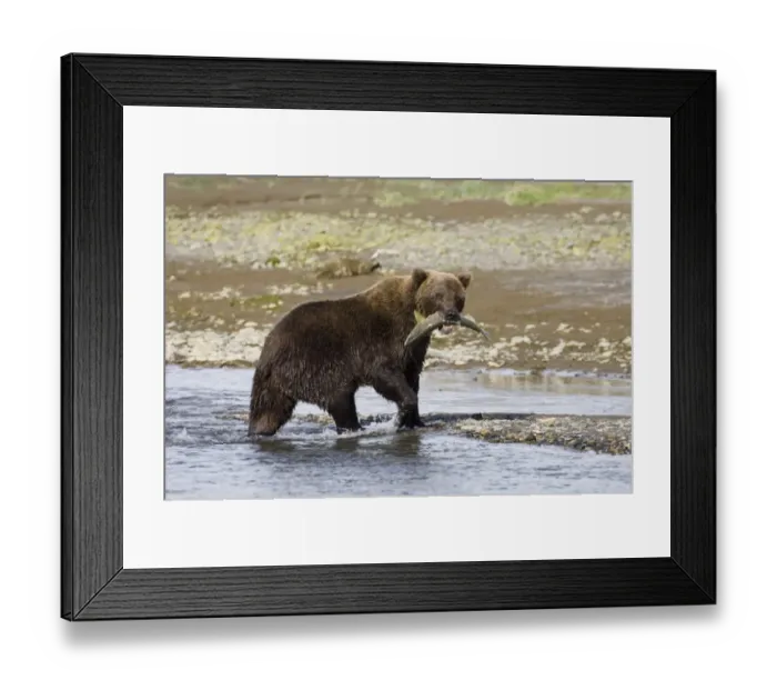 Framed Print : Grizzly Bear Ursos arctos with freshly caught salmon Katmai Alaska July Framed Print : Grizzly Bear Ursos arctos with freshly caught salmon Katmai Alaska July