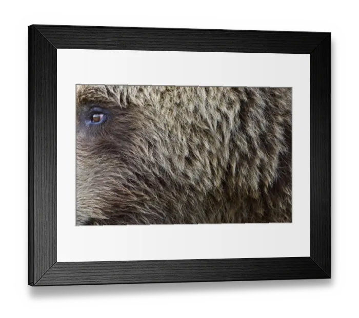 Framed Print : Brown Bear Ursos arctos Katmai Alaska August Framed Print : Brown Bear Ursos arctos Katmai Alaska August