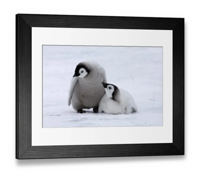 Framed Print : Emperor Penguin Aptenodytes forsteri chicks Snow Hill Island Weddell Sea Antarctica Framed Print : Emperor Penguin Aptenodytes forsteri chicks Snow Hill Island Weddell Sea Antarctica