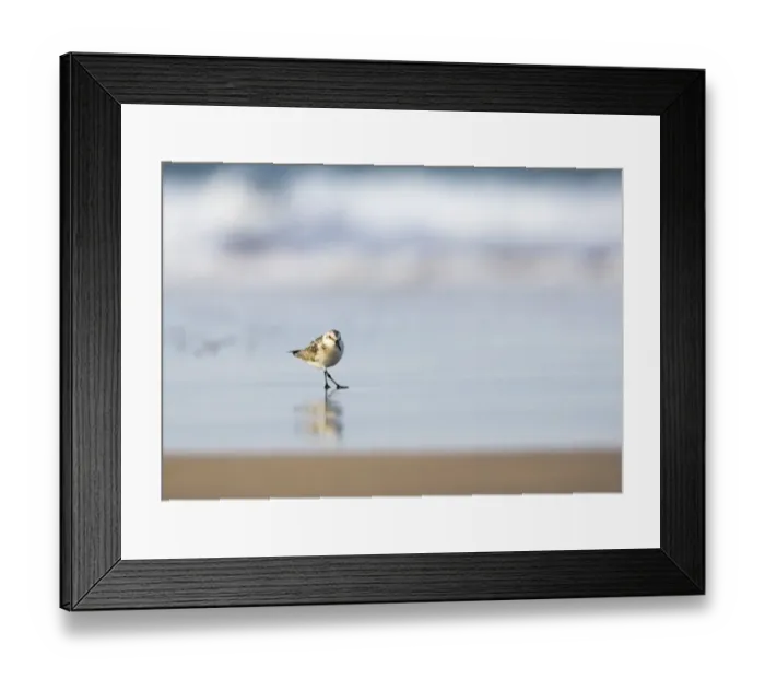 Framed Print : Sanderling running along shore Norfolk winter Framed Print : Sanderling running along shore Norfolk winter