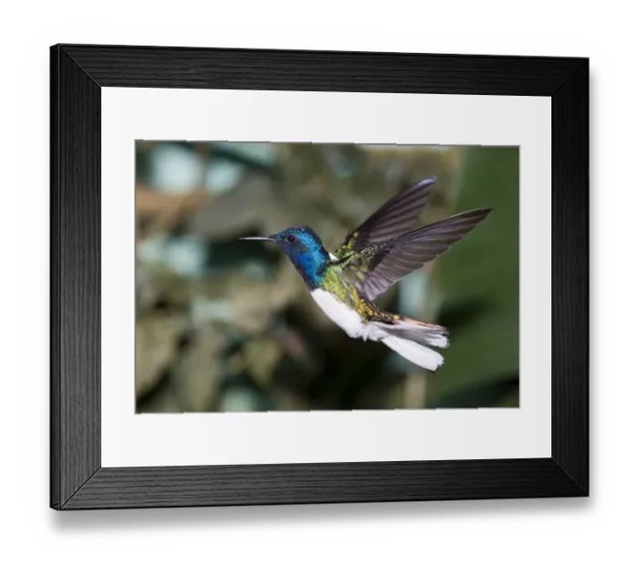 Framed Print : White-necked Jacobin (Florisuga m. melivora) feeding at hummingbird feeder Canopy Framed Print : White-necked Jacobin (Florisuga m. melivora) feeding at hummingbird feeder Canopy