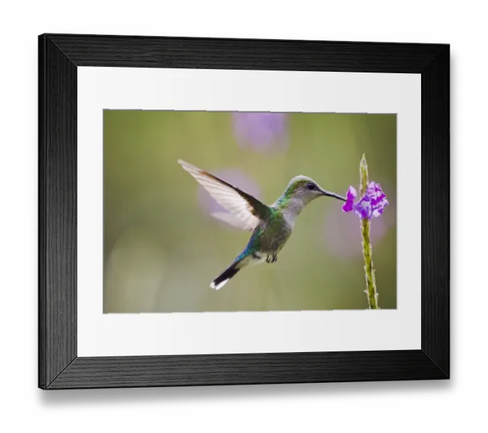 Framed Print : Violet-crowned Woodnymph (Thalurania colombica venusta) female El Valle Panama Framed Print : Violet-crowned Woodnymph (Thalurania colombica venusta) female El Valle Panama