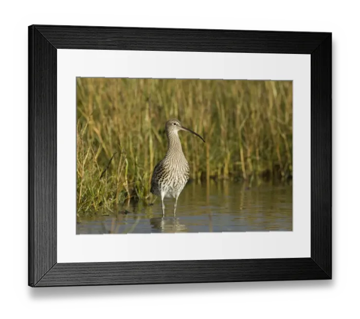 Framed Print : Curlew Numenius arquata feeding on saltmarsh uk winter Framed Print : Curlew Numenius arquata feeding on saltmarsh uk winter