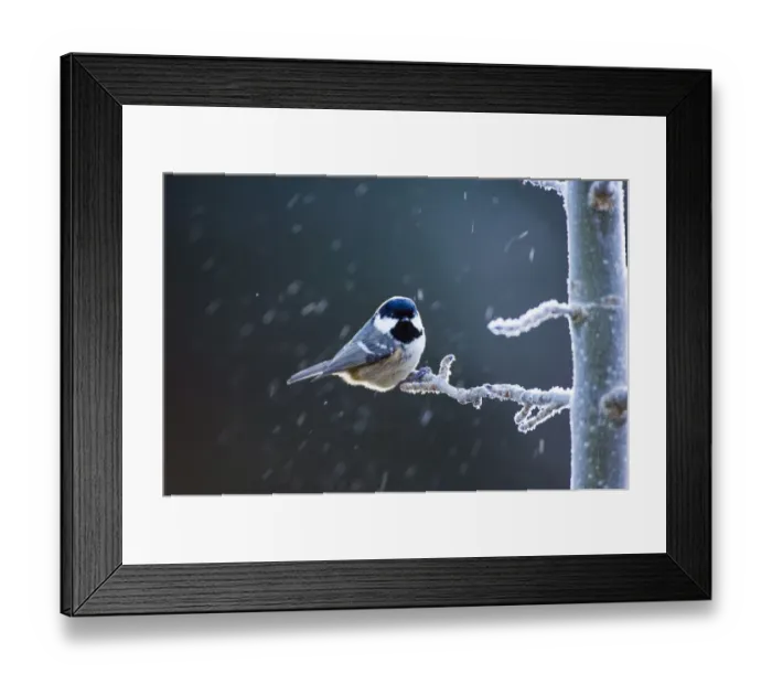 Framed Print : Coal Tit Parus ater in frost Scotland winter Framed Print : Coal Tit Parus ater in frost Scotland winter