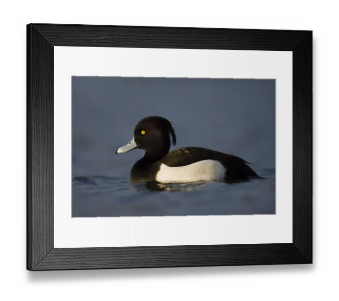 Framed Print : Tufted Duck Aythya fuligula male Northumberland winter Framed Print : Tufted Duck Aythya fuligula male Northumberland winter