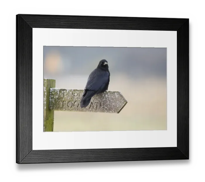 Framed Print : Carrion Crow Corvus corone on footpath sign Northumberland winter Framed Print : Carrion Crow Corvus corone on footpath sign Northumberland winter