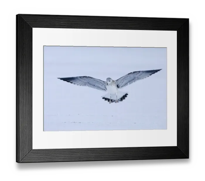 Framed Print : Common Gull Larus canus 1st winter coming in to land Northumberland January Framed Print : Common Gull Larus canus 1st winter coming in to land Northumberland January
