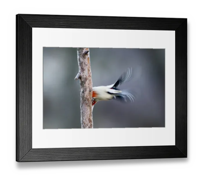 Framed Print : Great Spotted Woodpecker