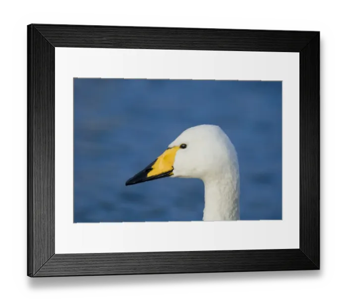 Framed Print : Whooper Swan Cygnus cygnus Caerlaverock Dumfires & Galloway Scotland winter Framed Print : Whooper Swan Cygnus cygnus Caerlaverock Dumfires & Galloway Scotland winter