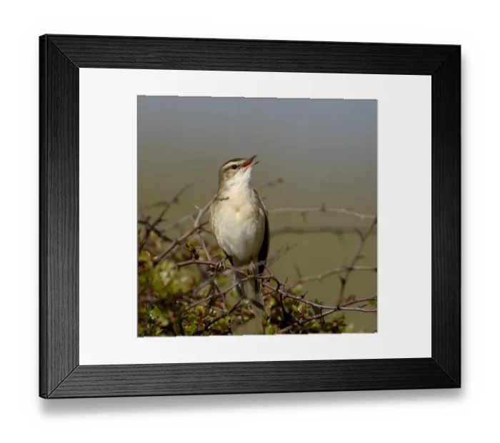 Framed Print : Sedge Warbler Acrocephalus schoenobaenus in song April Northumberland UK Framed Print : Sedge Warbler Acrocephalus schoenobaenus in song April Northumberland UK