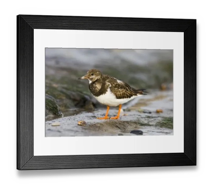Framed Print : Turnstone Arenaria interpres Northumberland winter Framed Print : Turnstone Arenaria interpres Northumberland winter