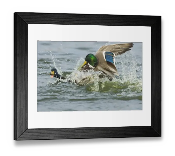 Framed Print : Mallards Anas platyrhynchos male attempting to rape another Caerlaverock Scotland winter Framed Print : Mallards Anas platyrhynchos male attempting to rape another Caerlaverock Scotland winter