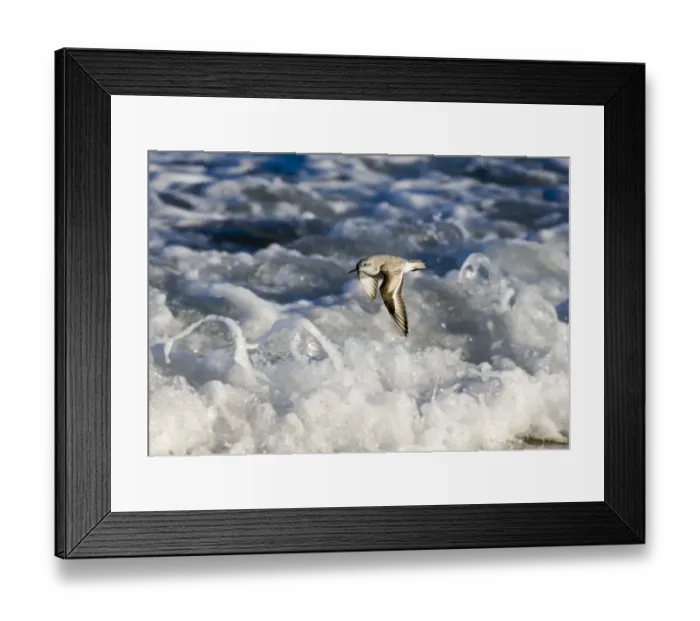 Framed Print : Sanderling (Calidris alba) Northumberland winter