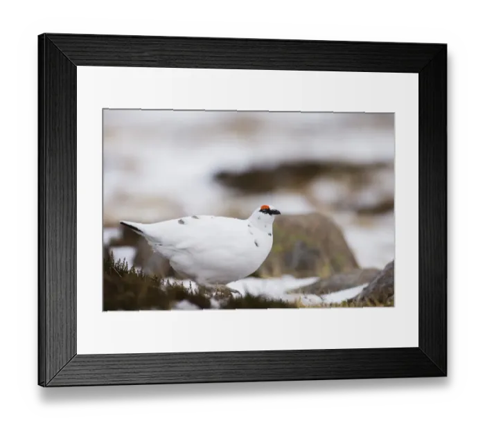 Framed Print : Ptarmigan Lagopus mutus male Scottish Highlands winter