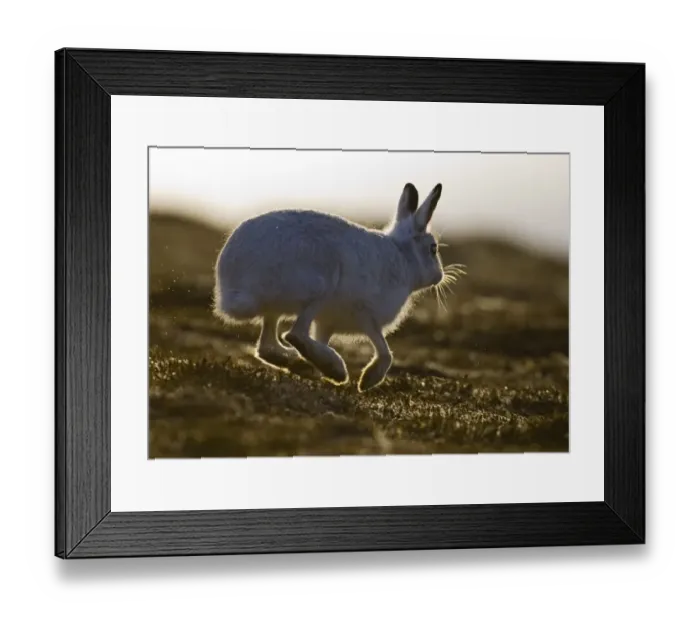 Framed Print : Mountain Hare Lepus timidus Cairngorm National Park Scotland winter Framed Print : Mountain Hare Lepus timidus Cairngorm National Park Scotland winter