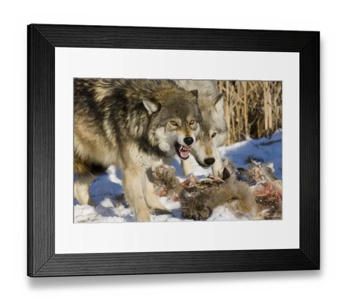 Framed Print : Wolves Canus lupus on kill Minnesota N America January Framed Print : Wolves Canus lupus on kill Minnesota N America January