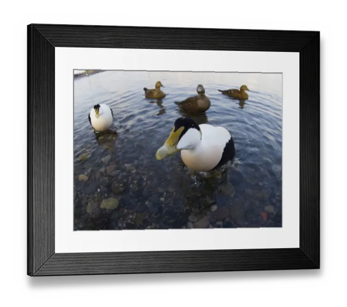 Framed Print : Eiders Somateria mollissima Northumberland winter Framed Print : Eiders Somateria mollissima Northumberland winter