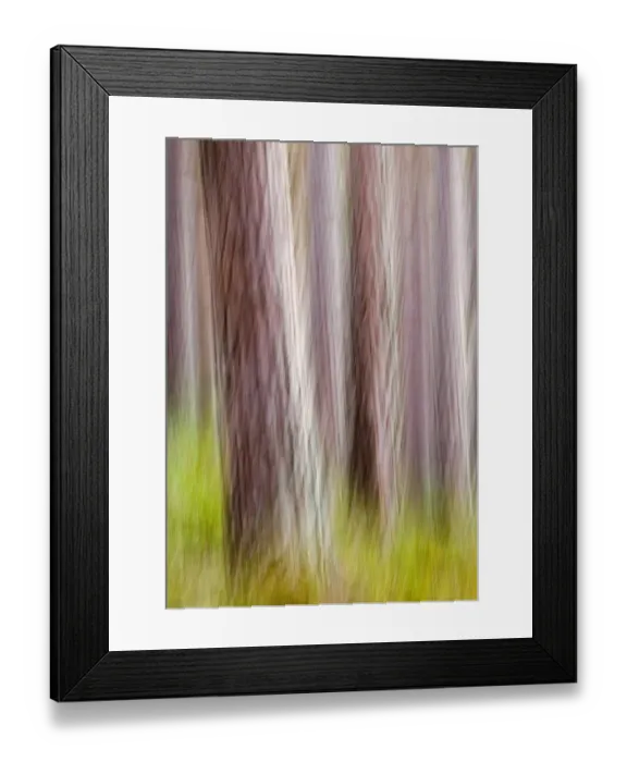 Framed Print : Caledonian Pine Forest Abernethy RSPB Reserve Scotland Framed Print : Caledonian Pine Forest Abernethy RSPB Reserve Scotland