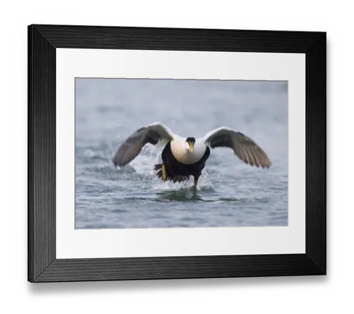 Framed Print : Eider Somateria mollissima male taking off Northumberland UK winter Framed Print : Eider Somateria mollissima male taking off Northumberland UK winter