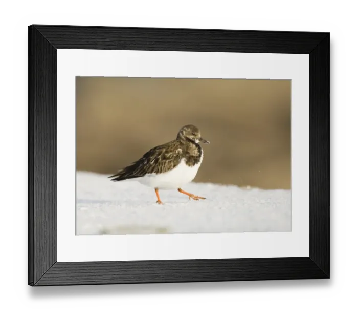 Framed Print : Turnstone Arenaria interpres winter Northumberland UK Framed Print : Turnstone Arenaria interpres winter Northumberland UK