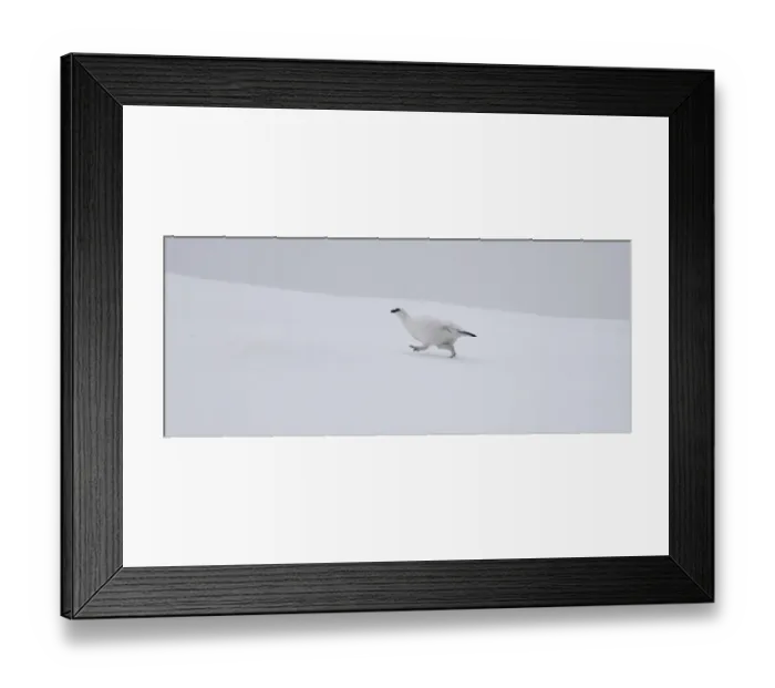 Framed Print : Ptarmigan Lagopus mutus Scottish Highlands winter Framed Print : Ptarmigan Lagopus mutus Scottish Highlands winter