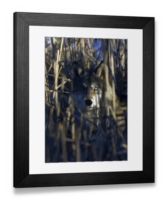 Framed Print : Wolf Canus lupus peering through cat tails Minnesota N America January C Framed Print : Wolf Canus lupus peering through cat tails Minnesota N America January C
