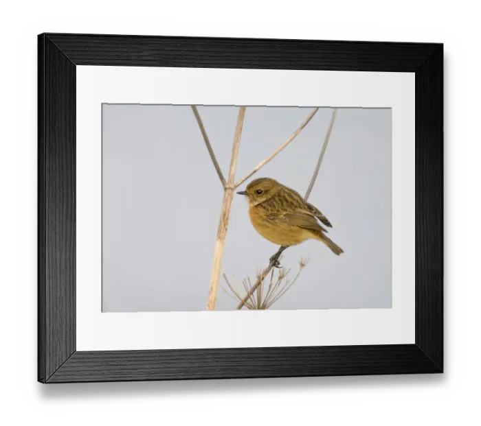 Framed Print : Stonechat Saxicola torquata female in winter Northumberland UK Framed Print : Stonechat Saxicola torquata female in winter Northumberland UK