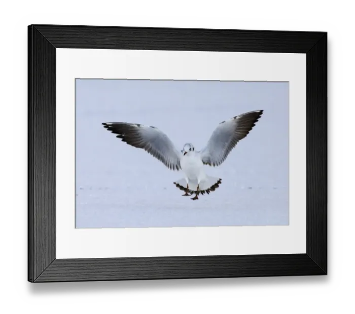 Framed Print : Black-headed Gull Larus ridibundus 1st winter Northumberland UK Framed Print : Black-headed Gull Larus ridibundus 1st winter Northumberland UK