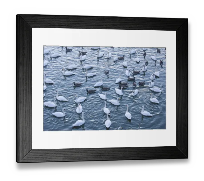 Framed Print : Wildfowl at Caerlavorock incl Whooper & Mute Swans, Canada Geese, Scotland winter Framed Print : Wildfowl at Caerlavorock incl Whooper & Mute Swans, Canada Geese, Scotland winter