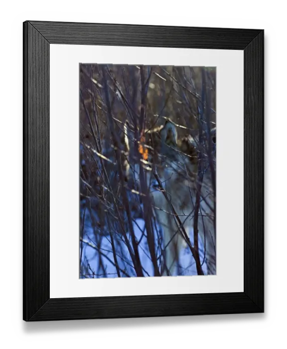 Framed Print : Wolf Canus lupus Minnesota N America January c Framed Print : Wolf Canus lupus Minnesota N America January c
