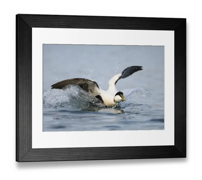 Framed Print : Eider Somateria mollissima male landing Northumberland UK winter Framed Print : Eider Somateria mollissima male landing Northumberland UK winter