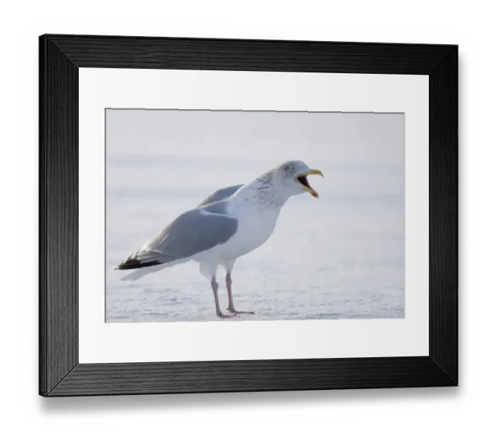Framed Print : Herring Gull Larus argentatus adult winter Northumberland Framed Print : Herring Gull Larus argentatus adult winter Northumberland