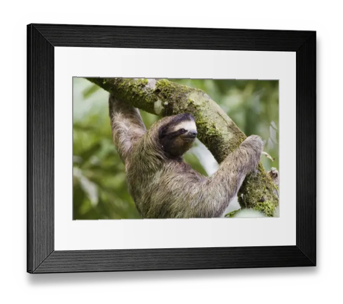 Framed Print : Three-toed Sloth El Valle Panama Framed Print : Three-toed Sloth El Valle Panama