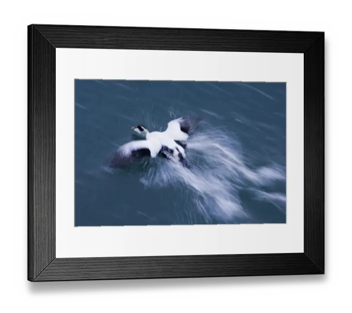 Framed Print : Eider Seahouses Northumberland winter Framed Print : Eider Seahouses Northumberland winter